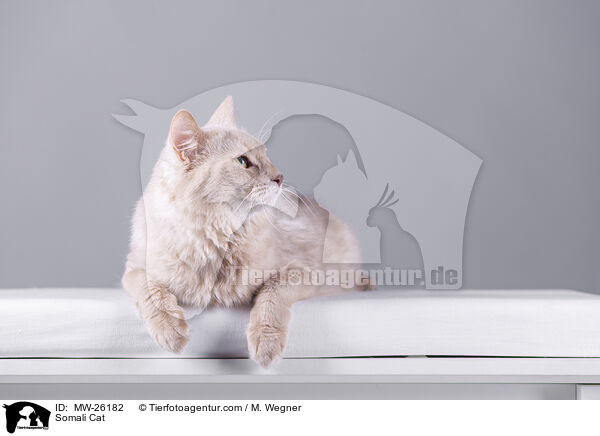 Somali Katze / Somali Cat / MW-26182