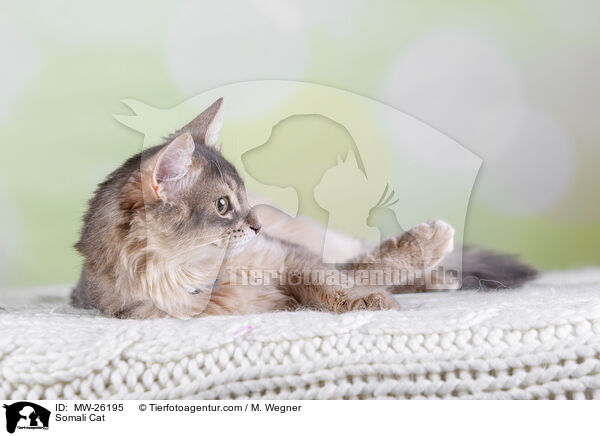 Somali Katze / Somali Cat / MW-26195