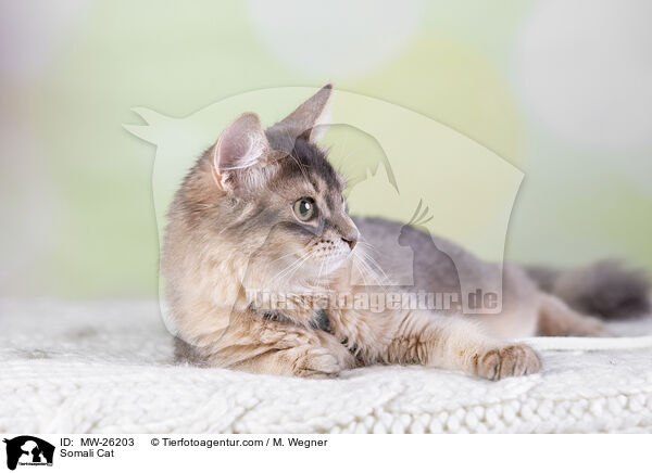 Somali Katze / Somali Cat / MW-26203