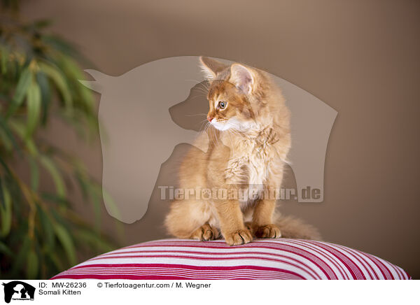 Somali Ktzchen / Somali Kitten / MW-26236