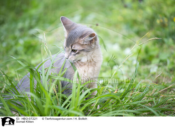 Somali Ktzchen / Somali Kitten / HBO-07221