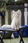 Somali kitten