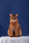 Somali Cat