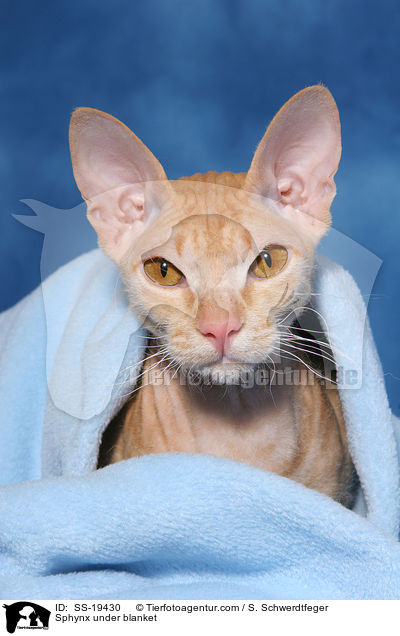 Sphynx under blanket / SS-19430