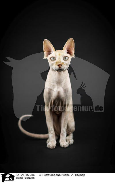 sitzende Sphynx / sitting Sphynx / AH-02086