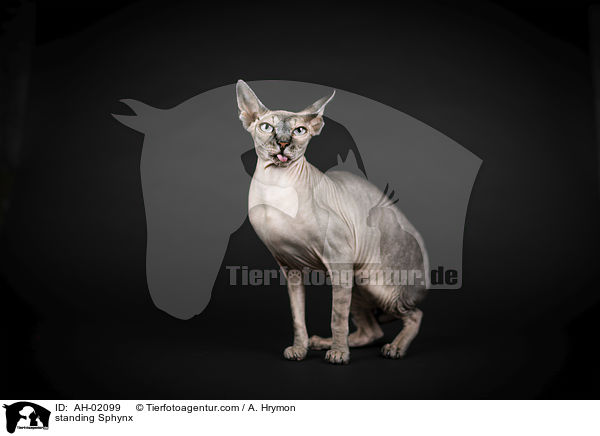 stehende Sphynx / standing Sphynx / AH-02099