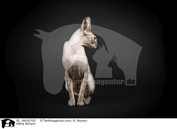 sitzende Sphynx / sitting Sphynx / AH-02105