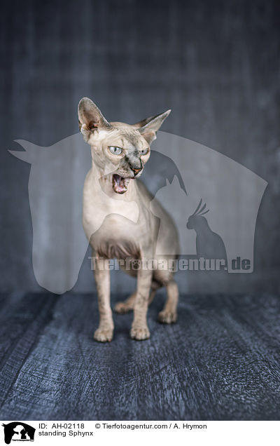 stehende Sphynx / standing Sphynx / AH-02118