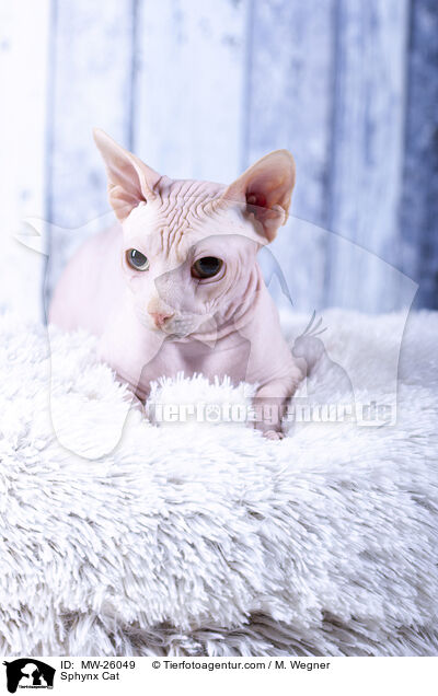 Sphynx Katze / Sphynx Cat / MW-26049