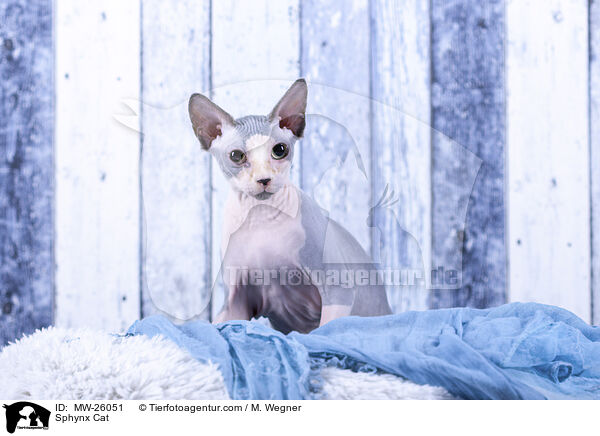 Sphynx Katze / Sphynx Cat / MW-26051