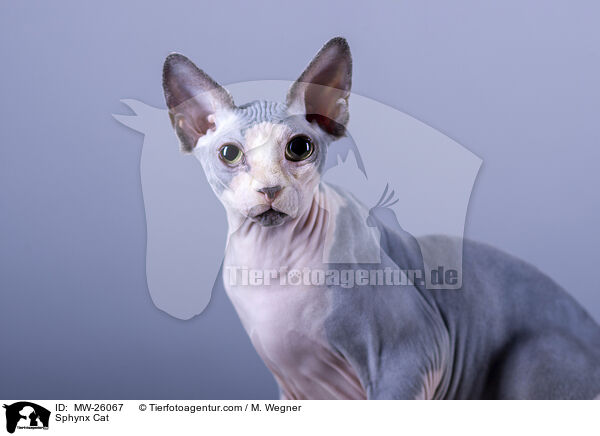 Sphynx Katze / Sphynx Cat / MW-26067