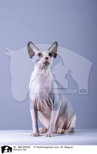 Sphynx Katze / Sphynx Cat / MW-26069