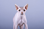 Sphynx Cat