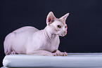 Sphynx Cat