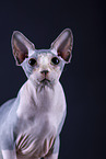 Sphynx Cat