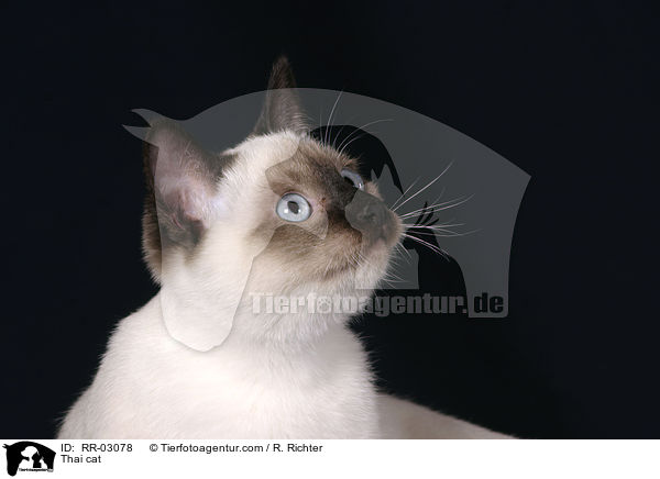 Thaikatze im Portrait / Thai cat / RR-03078