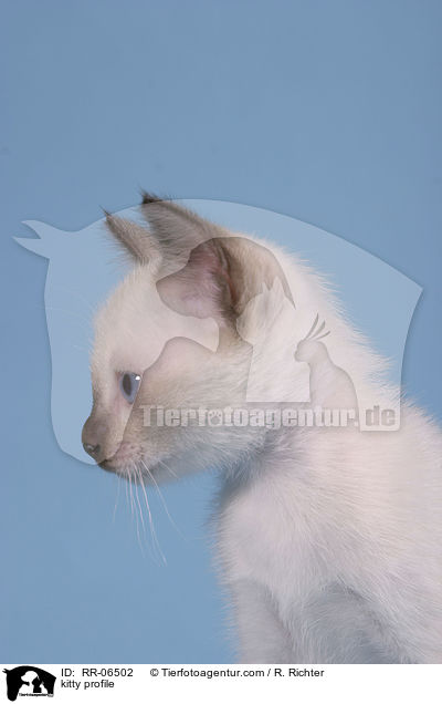 kitty profile / RR-06502