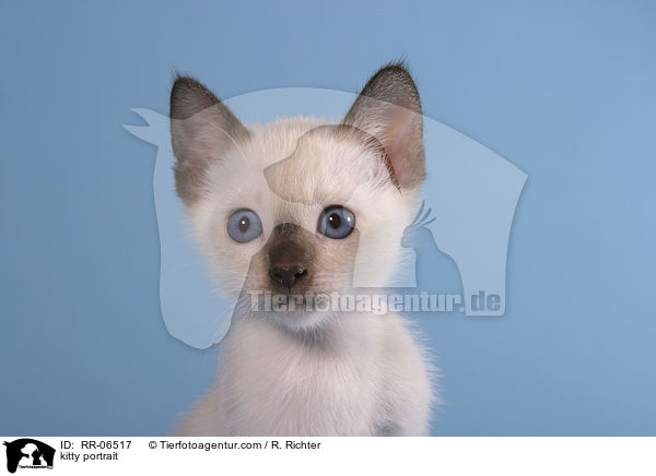 Thaiktzchen im Portrait / kitty portrait / RR-06517