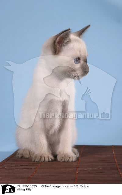 sitzende Thaiktzchen / sitting kitty / RR-06523