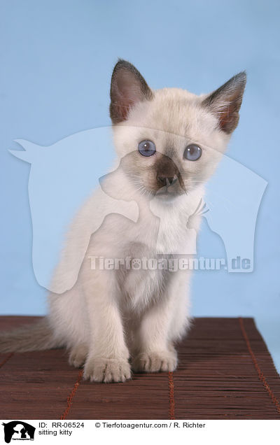 sitzende Thaiktzchen / sitting kitty / RR-06524