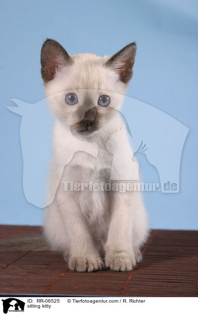 sitzende Thaiktzchen / sitting kitty / RR-06525