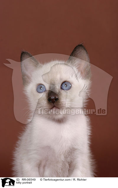 Thaiktzchen Portrait / kitty portrait / RR-06549