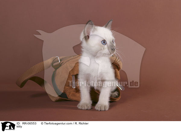 Thaiktzchen / kitty / RR-06553