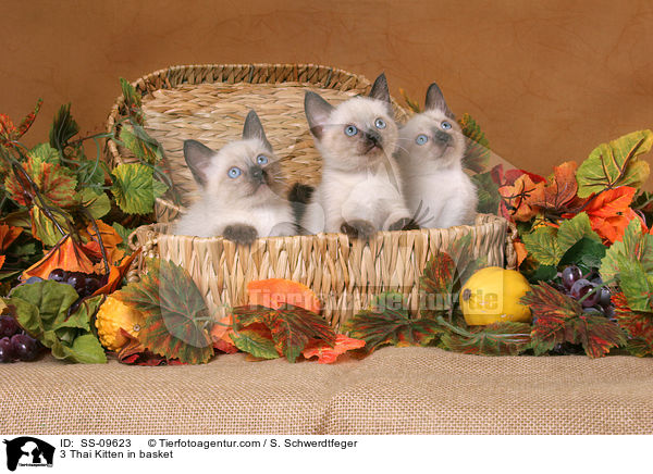 3 Thai Kitten in basket / SS-09623
