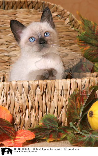 Thai Kitten in basket / SS-09625