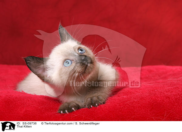 Thai Ktzchen / Thai Kitten / SS-09736