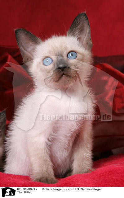 Thai Ktzchen / Thai Kitten / SS-09742