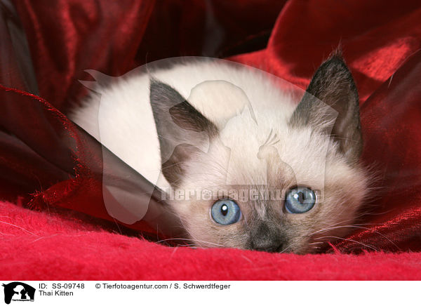 Thai Ktzchen / Thai Kitten / SS-09748