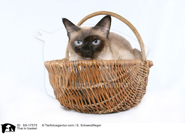 Thaikatze im Korb / Thai in basket / SS-17575