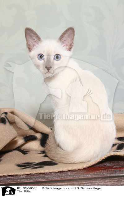 Thai Ktzchen / Thai Kitten / SS-50560