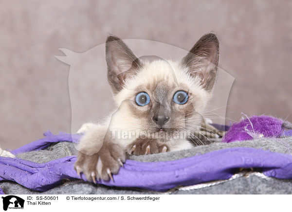 Thai Ktzchen / Thai Kitten / SS-50601