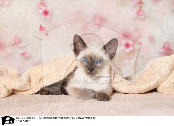 Thai Ktzchen / Thai Kitten / SS-50661