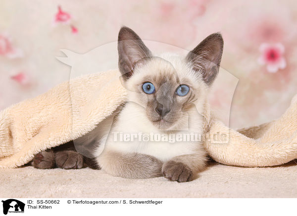 Thai Ktzchen / Thai Kitten / SS-50662