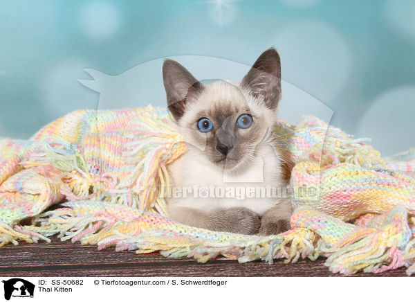 Thai Ktzchen / Thai Kitten / SS-50682