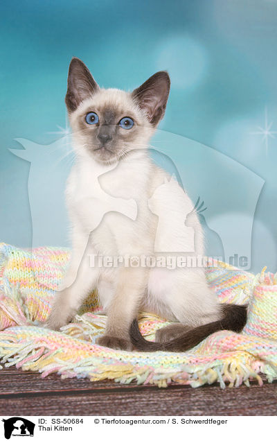 Thai Ktzchen / Thai Kitten / SS-50684