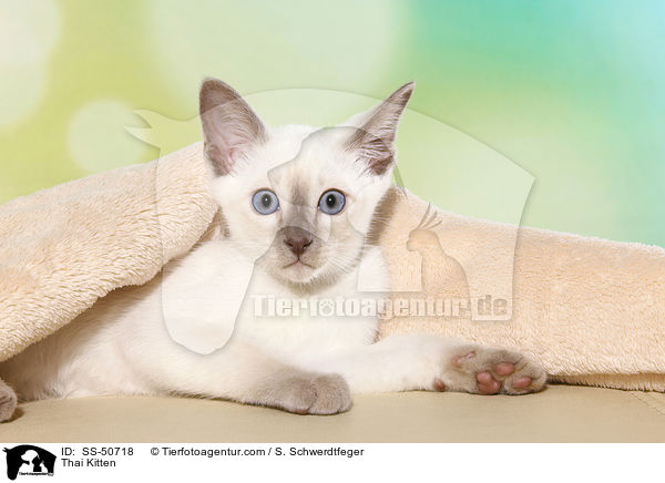Thai Kitten / SS-50718