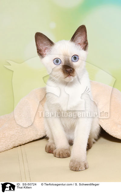 Thai Ktzchen / Thai Kitten / SS-50724