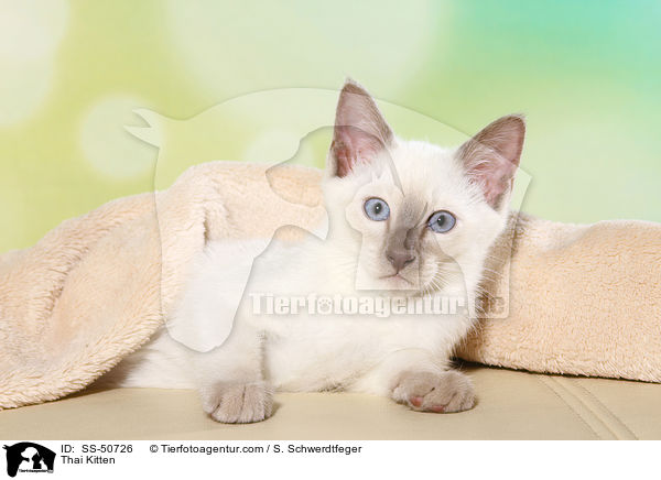 Thai Ktzchen / Thai Kitten / SS-50726