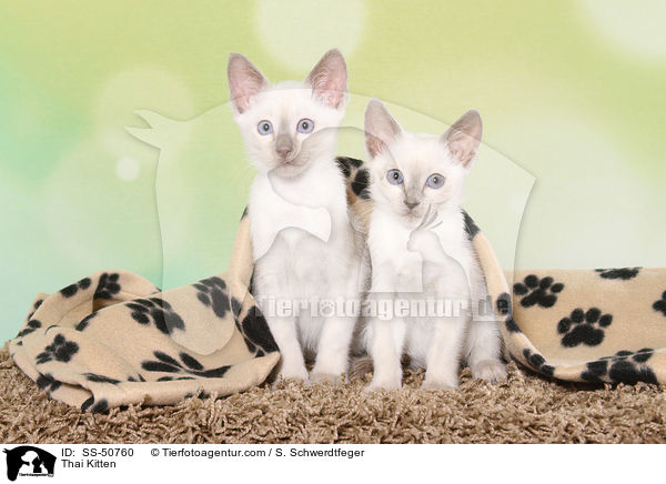 Thai Ktzchen / Thai Kitten / SS-50760