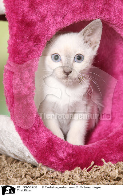 Thai Ktzchen / Thai Kitten / SS-50768