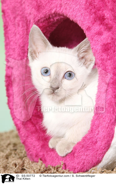 Thai Ktzchen / Thai Kitten / SS-50772