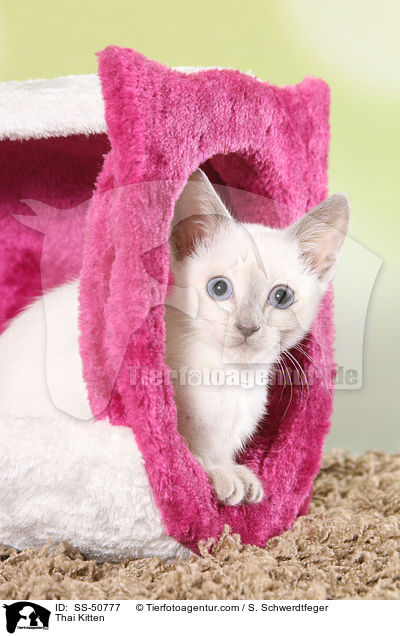 Thai Ktzchen / Thai Kitten / SS-50777