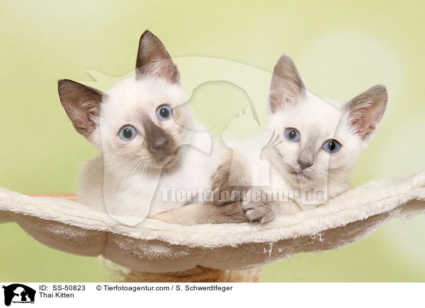 Thai Ktzchen / Thai Kitten / SS-50823