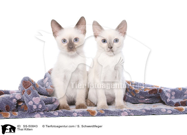 Thai Ktzchen / Thai Kitten / SS-50843