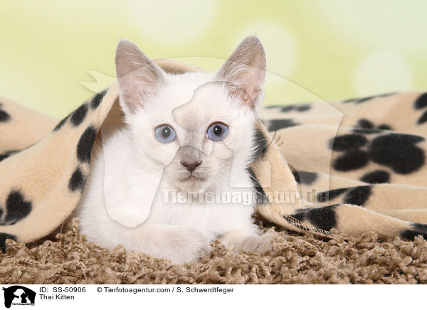 Thai Kitten / SS-50906