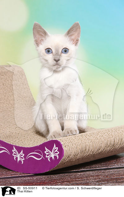 Thai Ktzchen / Thai Kitten / SS-50911